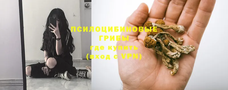 Галлюциногенные грибы Psilocybe Балахна